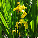 Yellow Iris