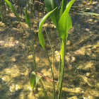 Water Plant