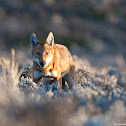Ethiopian Wolf