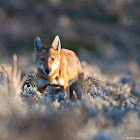 Ethiopian Wolf