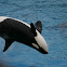 Killer Whale