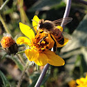 Honey bee