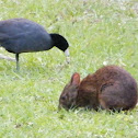Marsh Rabbit and Coot