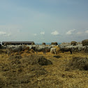 Hungarian Grey cattle - Ungarisches Graurind