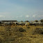 Hungarian Grey cattle - Ungarisches Graurind