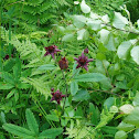 Swamp Cinquefoil