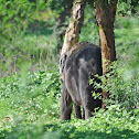Indian elephant