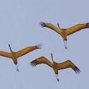 common crane