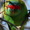 Musk Lorikeet