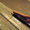 Caddis fly