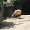 Przewalski’s Horse