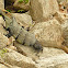 Black Spiny-tailed Iguana