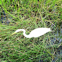 Great Egret