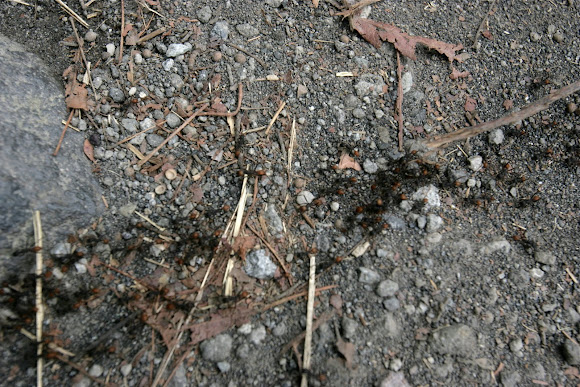 Spotting Image 1