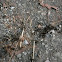 Army Ants
