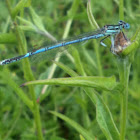 Damsell fly