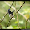 White-necked Jacobin