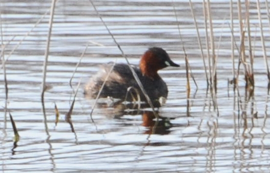 Spotting Image 1