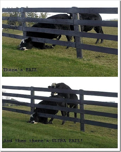 funny fail. Funny Cows FAIL Picture