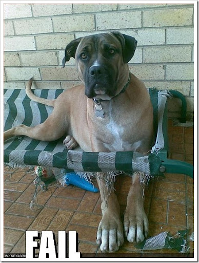 funny dogs with guns. funny dogs with guns. funny dogs with guns.