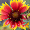 Indian Blanket