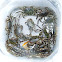 Asian shore crabs