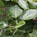 Dendroseris marginata