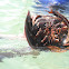 Horse shoe crab