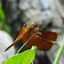Forest Dragonfly