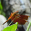 Forest Dragonfly