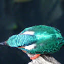Common kingfisher