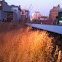 prarie grass