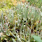 False pixie-cup lichen