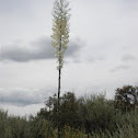 Yucca
