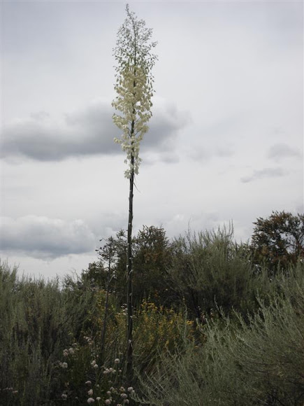 Spotting Image 1