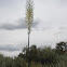 Yucca