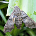 Moth