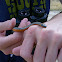 Ring-necked Snake