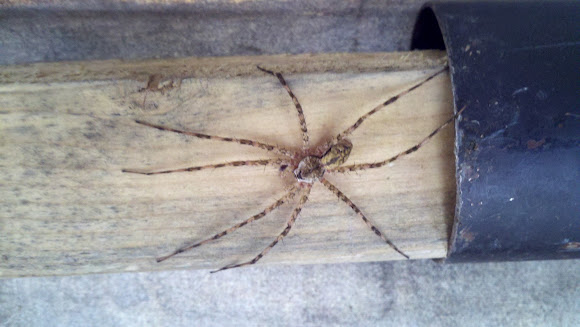 Spotting Image 1