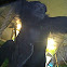 Siamang