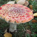 Agaric