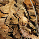 Common Garter Snake