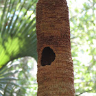 Woodpecker nesting hole