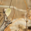 Fan throated lizard