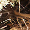 Web : Feather-legged spider