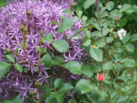 June 10 Alliums and Roses