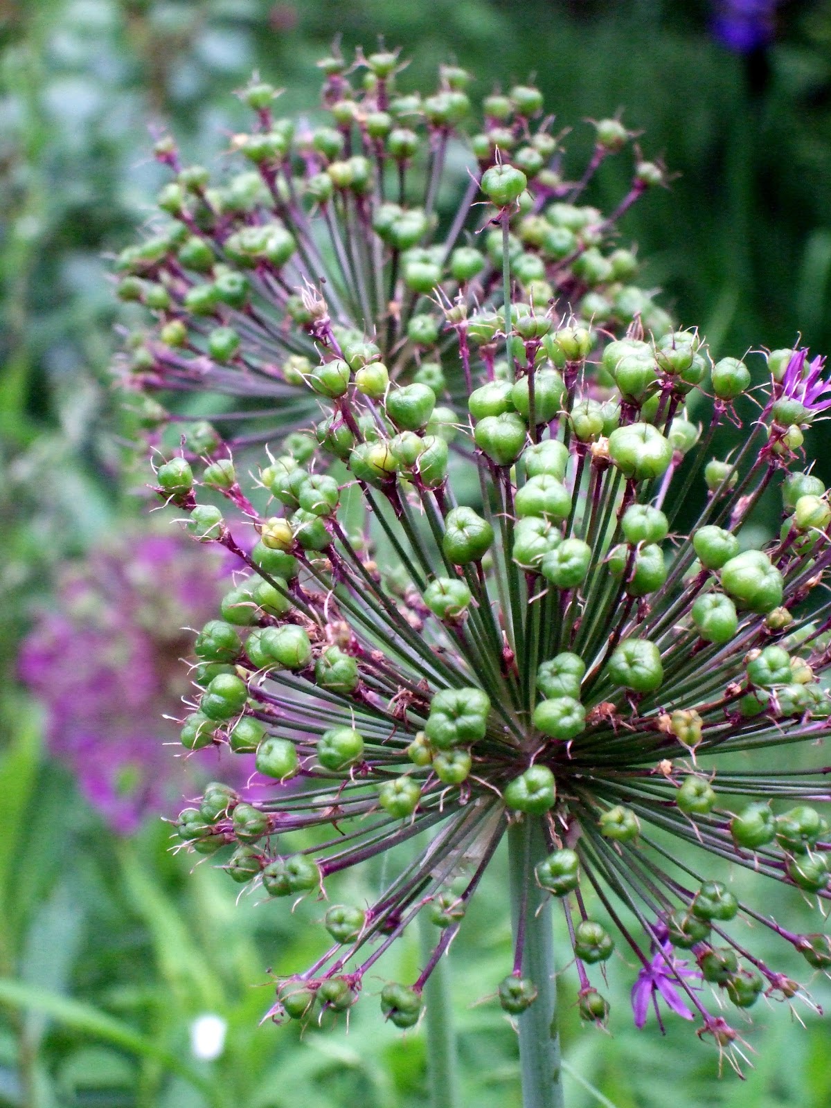 [June 10 Alliums in Seed[2].jpg]
