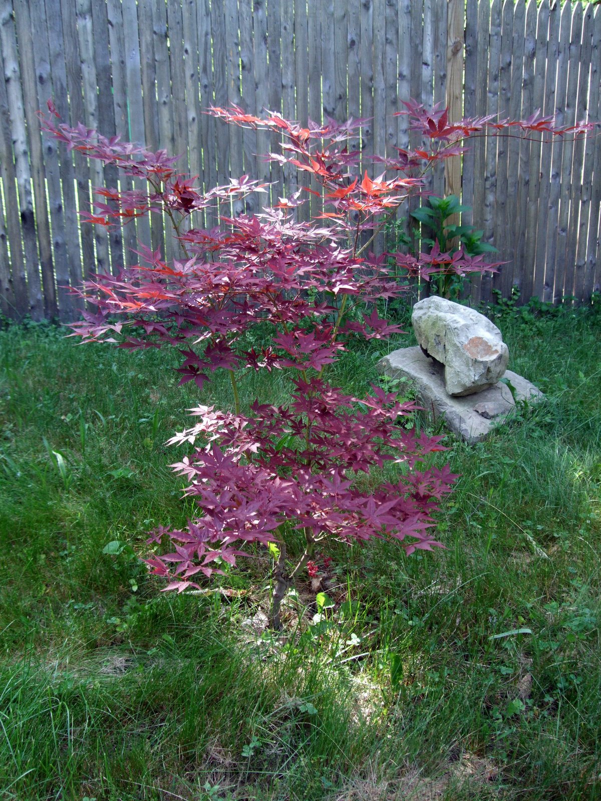 [June 10 baby maple[2].jpg]