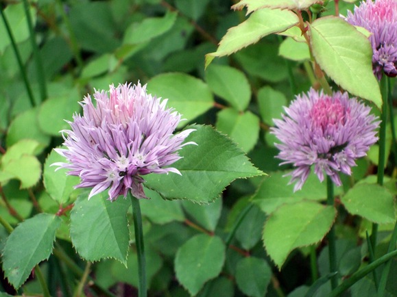 JUne 10 Chive Blossoms