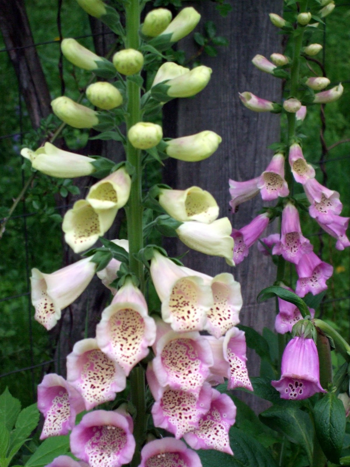[June10Foxgloves2[1].jpg]